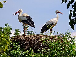 White storks are monogamous