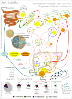 Lipid logistics: transport of triglycerides and cholesterol in organisms in form of lipoproteins as chylomicrons, VLDL, LDL, IDL, HDL.