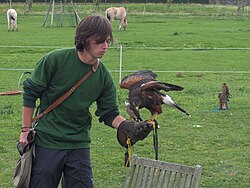 Falconer with a Harris's hawk