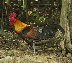 The chicken was domesticated from the red junglefowl (illustrated) of Southeast Asia.