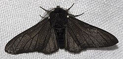 B.betularia morpha carbonaria, the melanic form, illustrating discontinuous variation