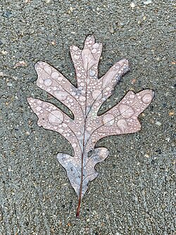Photograph of single white oak leaf with condensation
