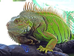 Green iguanas (Iguana iguana), are popular pets.