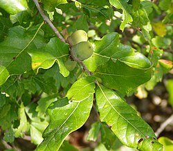 A hybrid white oak, possibly Quercus stellata × Q. muehlenbergii