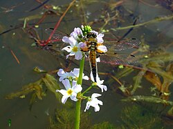 Habitat preference: A four-spotted chaser, Libellula quadrimaculata on an emergent plant, the water violet Hottonia palustris, with submerged vegetation in the background