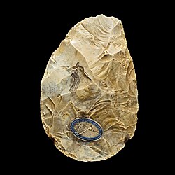 Acheulean Biface from Saint Acheul