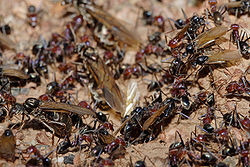 Meat ant nest during swarming