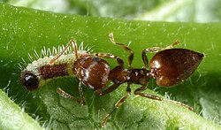 Mutualism: ant tending a lycaenid caterpillar, Catapaecilma major