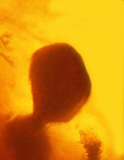 Ancient malaria oocysts preserved in Dominican amber