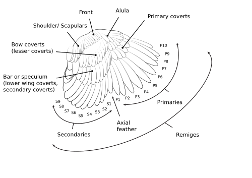 Topside of a chicken wing showing all major feather groups