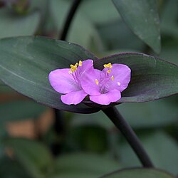 Tradescantia brevifolia (subg. Setcreasea)