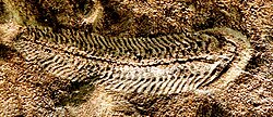 Digitally enhanced image of a Spriggina fossil