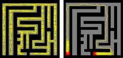 A slime mold solves a maze. The mold (yellow) explored and filled the maze (left). When the researchers placed sugar (red) at two separate points, the mold concentrated most of its mass there and left only the most efficient connection between the two points (right).[168]