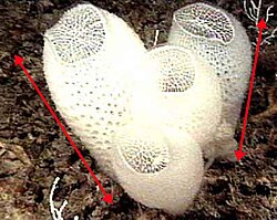 A cluster of Euplectella aspergillum sponges (Venus flower baskets), showing the apical–basal axes