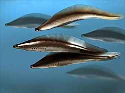 Haikouichthys is considered one of the earliest known fish, or fish-like vertebrates
