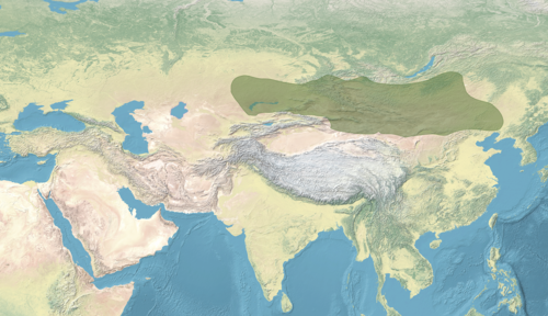 Asia in 330–555, showing the Rouran Khaganate and its neighbors, including the Tuoba Wei and the Tuyuhun, all of which were established by Proto-Mongols