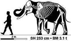 Young adult male Asian elephant skeleton compared to a human