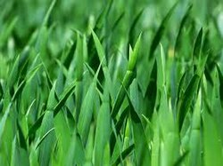 Typical grass seen in meadows