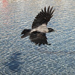 A hooded crow in flight at Isfahan, Iran