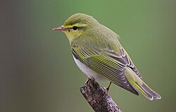 Wood warbler (Phylloscopus sibilatrix) in Scotland