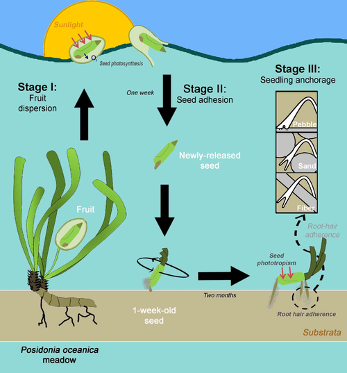 The sexual recruitment stages of Posidonia oceanica:[41] dispersion, adhesion and settlement