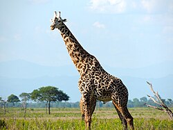 The Masai giraffe is Tanzania's national animal.