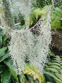 Tillandsia usneoides in Tropical house, Royal Botanic Gardens, Kew. It is growing where the climate is warm enough and has a relatively high average humidity.