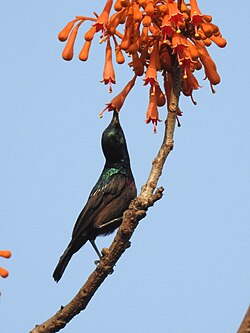 Sunbird drinking nectar from typical bird-pollinated flower