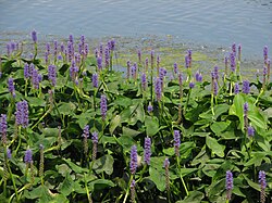 Pickerelweed near Ottawa, Ontario