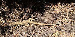 Podarcis muralis in Cincinnati, Ohio - 2015.