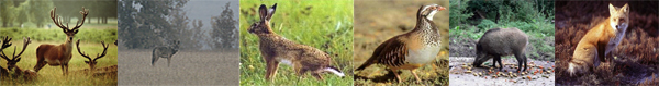 Examples of fauna in Olleros de Tera (Spain)