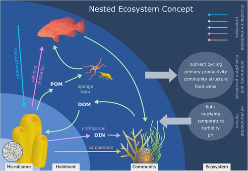The sponge holobiont as a nested ecosystem. Key functions carried out by the sponge microbiome (colored arrows) influence holobiont functioning and, through cascading effects, subsequently influence community structure and ecosystem functioning.[96]