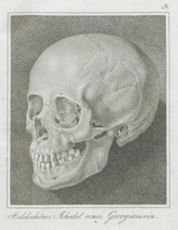 The Georgian female skull Johann Friedrich Blumenbach discovered in 1795, which he used to hypothesize origination of Europeans from the Caucasus
