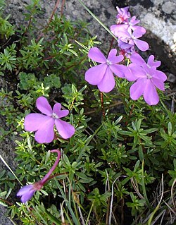 Viola cazorlensis