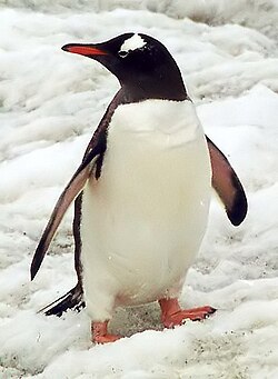 South polar region penguin