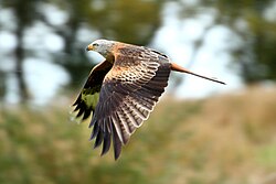 Side view of adult, Wales