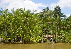 Acai trees in Pará.