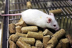 White mouse with pellets