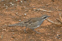 Chestnut-backed quail-thrush (Cinclosoma castanotum)