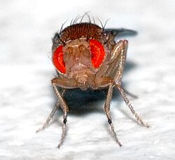 Drosophila melanogaster's whole genome was sequenced in 2000.