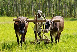 Oxen used in traditional ploughing – Karnataka