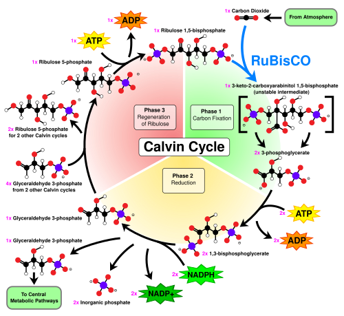 Overview of the Calvin cycle and carbon fixation