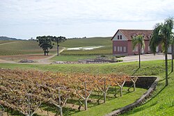 Vineyards in Flores da Cunha