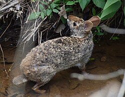 Sylvilagus aquaticus (swamp rabbit) in its natural habitat