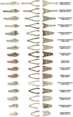 Range of skull shape in extant crocodilians, from narrow to broad-snouted