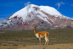 Vicuña near Chimborazo in Ecuador