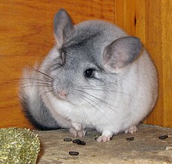 Gray chinchilla