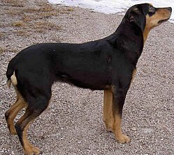 A Smålandsstövare (Smaland hound)