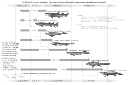 Zachełmie trackmakers predate not only ichthyostegids and elpistostegids (including Tiktaalik) but also a number of tetrapodomorph fish which until 2010 were unanimously considered ancestors of tetrapods.