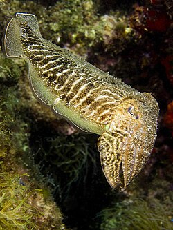 The common cuttlefish was named Sepia officinalis in the 10th edition of Systema Naturae.